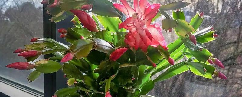 雨水节气开哪些花卉，有梅花、茶花、杏花等