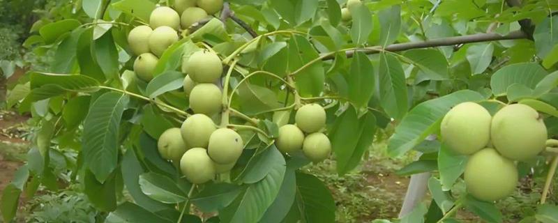 核桃树怎么才可以结果，需及时追施肥料