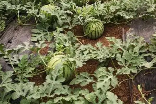早佳8424西瓜成熟所需时间，从开花到成熟需要28-45天左右