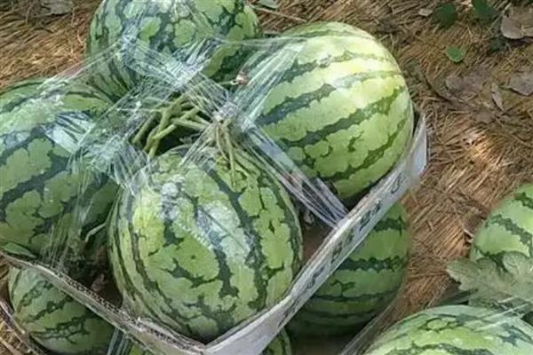 早佳8424西瓜成熟所需时间，从开花到成熟需要28-45天左右