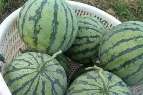 早佳8424西瓜成熟所需时间，从开花到成熟需要28-45天左右