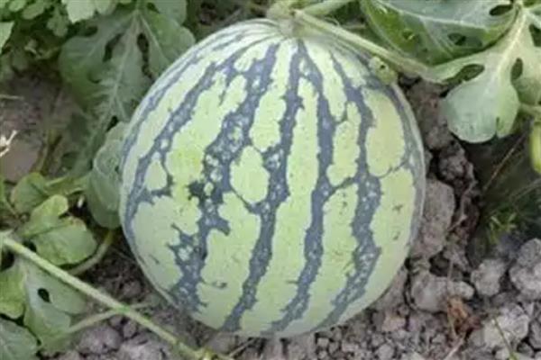 早佳8424西瓜成熟所需时间，从开花到成熟需要28-45天左右