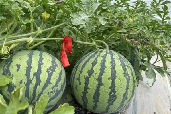 早佳8424西瓜成熟所需时间，从开花到成熟需要28-45天左右