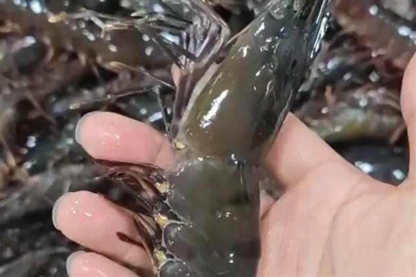 黑虎虾的特点，因其体型巨大且有斑纹而得名