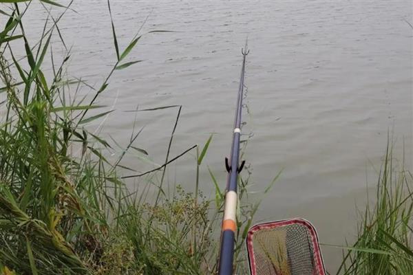 饵料怎么加拉丝粉，根据水情、鱼情来决定