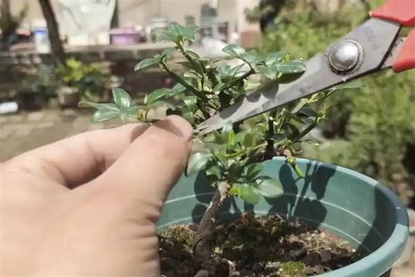 迎春花如何修剪，生长期进行打顶摘心