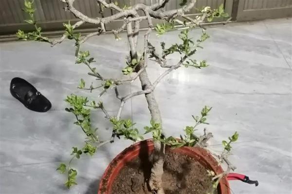 迎春花如何修剪，生长期进行打顶摘心