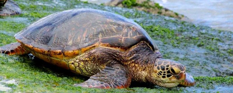 寿命最长的动物有什么，有狗鱼、灯塔水母等