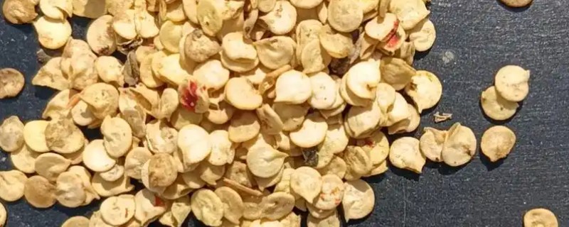 辣椒种子的催芽方法，用湿毛巾包裹放入塑料袋中催芽