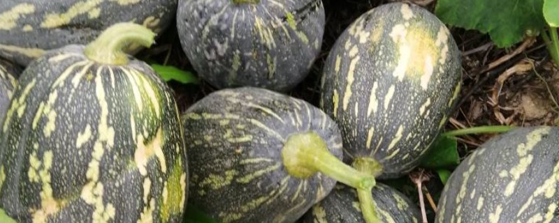 香芋南瓜苗什么时候采收，雌花开放后一个月左右可采收