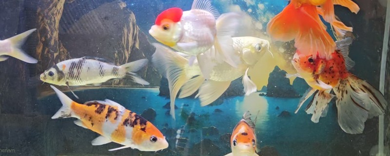 金鱼用不用打氧，养殖密度大则需要打氧