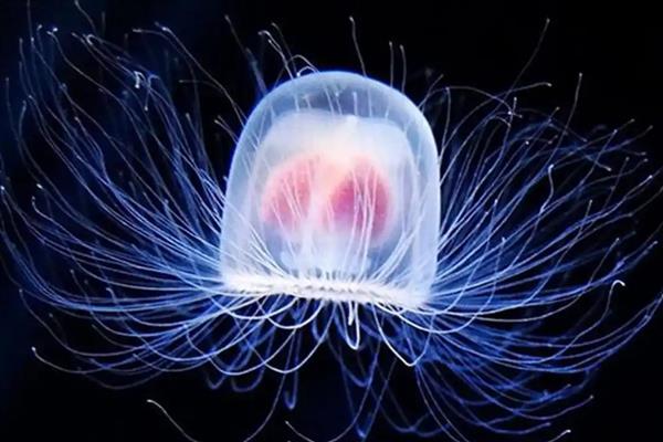 寿命最长的动物有什么，有狗鱼、灯塔水母等