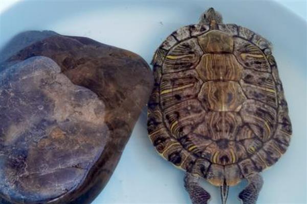 寿命最长的动物有什么，有狗鱼、灯塔水母等