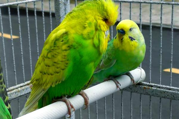 寿命最长的动物有什么，有狗鱼、灯塔水母等