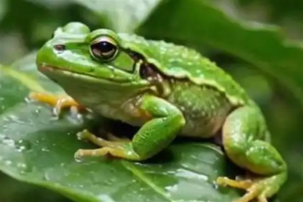 寿命最长的动物有什么，有狗鱼、灯塔水母等