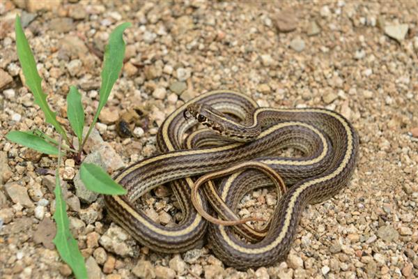 寿命最长的动物有什么，有狗鱼、灯塔水母等