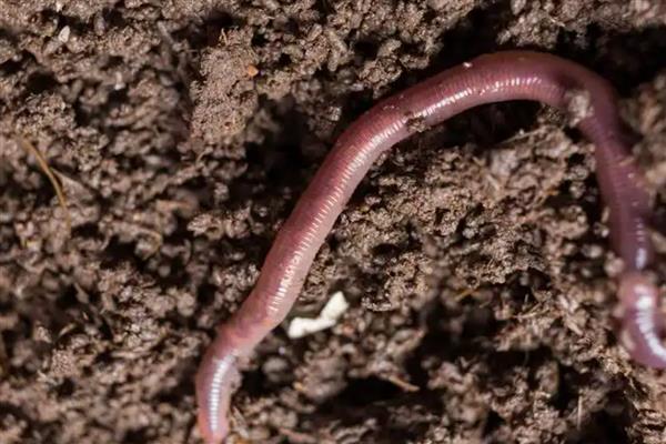 寿命最长的动物有什么，有狗鱼、灯塔水母等