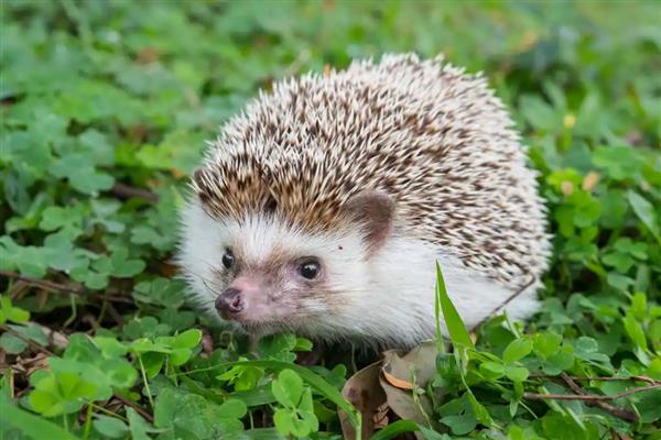 寿命最长的动物有什么，有狗鱼、灯塔水母等