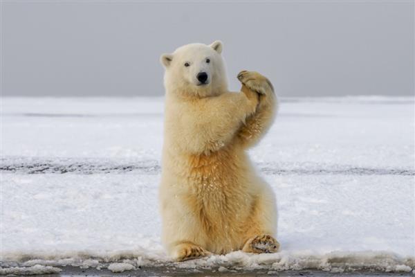 寿命最长的动物有什么，有狗鱼、灯塔水母等