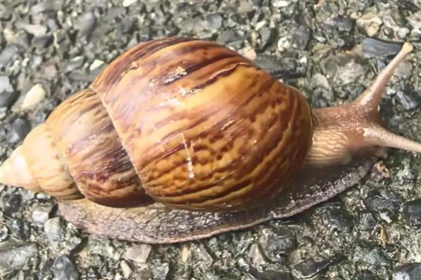 寿命最长的动物有什么，有狗鱼、灯塔水母等