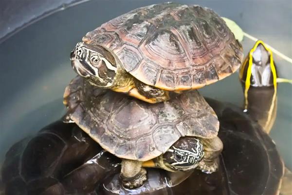 寿命最长的动物有什么，有狗鱼、灯塔水母等