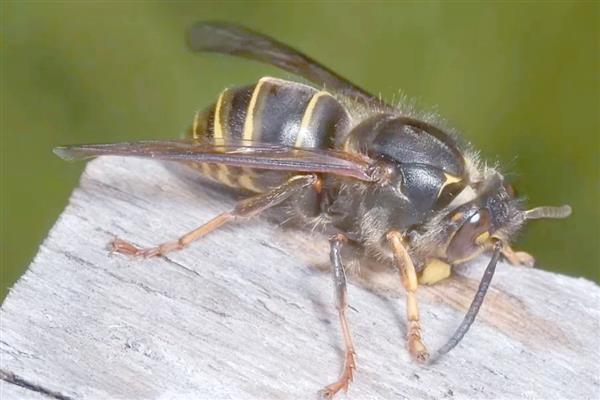 寿命最长的动物有什么，有狗鱼、灯塔水母等