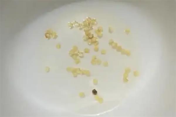 辣椒种子的催芽方法，用湿毛巾包裹放入塑料袋中催芽