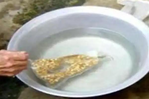 辣椒种子的催芽方法，用湿毛巾包裹放入塑料袋中催芽