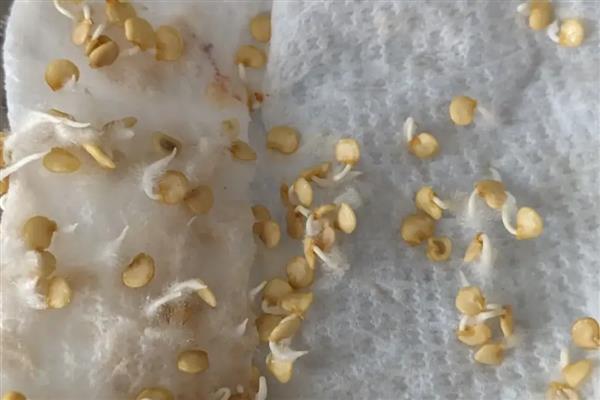 辣椒种子的催芽方法，用湿毛巾包裹放入塑料袋中催芽