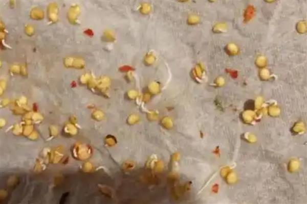 辣椒种子的催芽方法，用湿毛巾包裹放入塑料袋中催芽