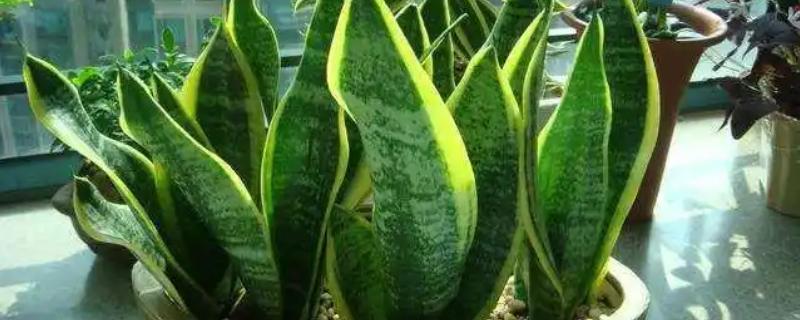 虎皮兰可以放卧室吗，没有毒性可以放卧室里养