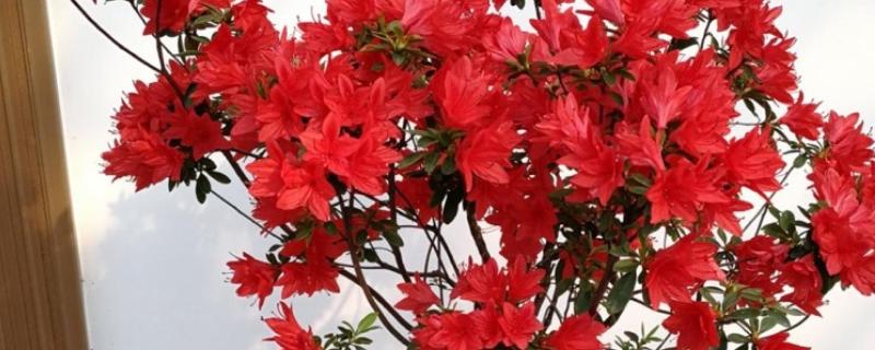 日本有什么名贵的杜鹃花，东鹃、夏鹃等品种有很高的价值