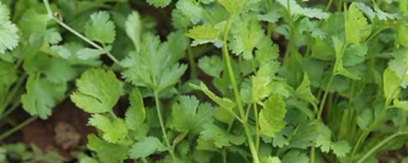 香菜的栽培方法，均匀撒播种子再覆土覆膜