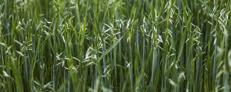 小麦野燕麦的发生条件，传播途径主要通过种子传播