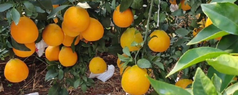 橙子的产地，赣南、秭归的脐橙都比较出名