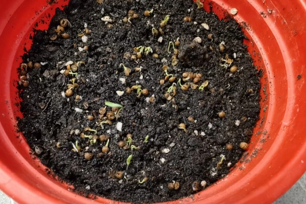 香菜的栽培方法,均匀撒播种子再覆土覆膜