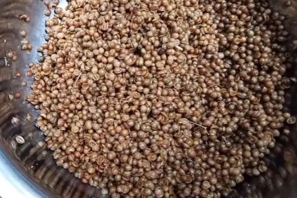 香菜的栽培方法,均匀撒播种子再覆土覆膜