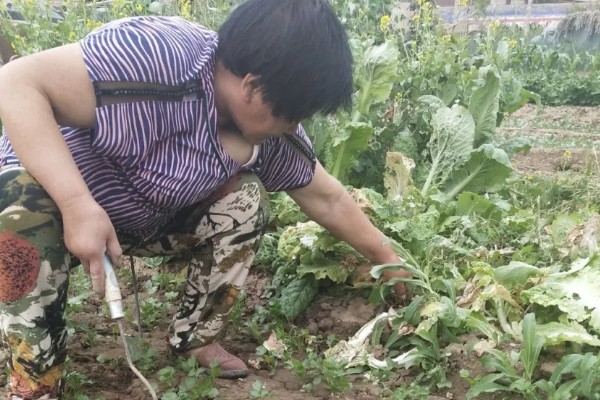 香菜的栽培方法,均匀撒播种子再覆土覆膜