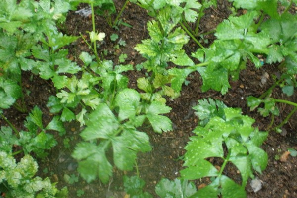 香菜的栽培方法,均匀撒播种子再覆土覆膜