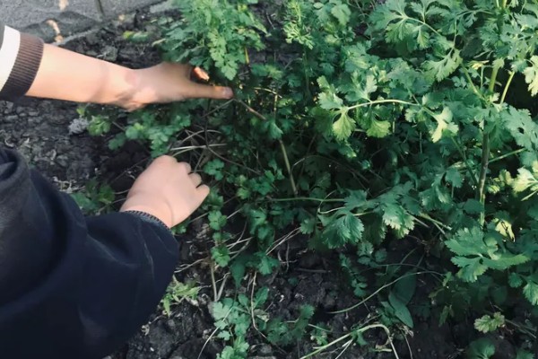 香菜的栽培方法,均匀撒播种子再覆土覆膜