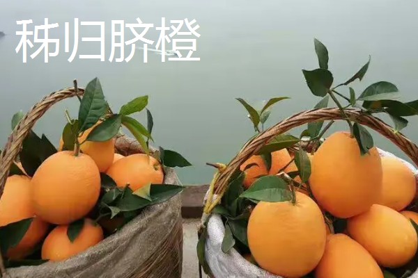 橙子的产地，赣南、秭归的脐橙都比较出名