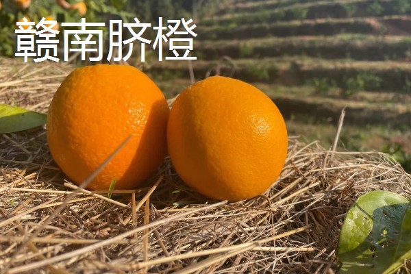 橙子的产地，赣南、秭归的脐橙都比较出名