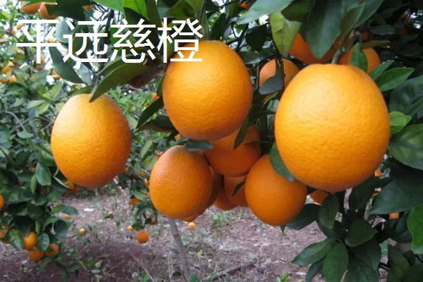 橙子的产地，赣南、秭归的脐橙都比较出名