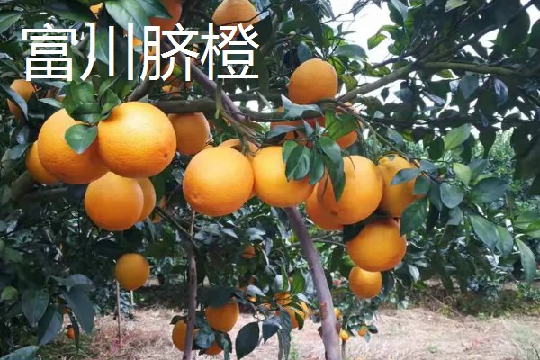 橙子的产地，赣南、秭归的脐橙都比较出名