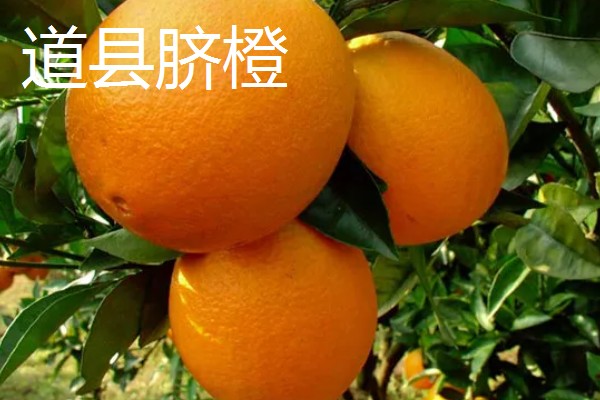 橙子的产地，赣南、秭归的脐橙都比较出名