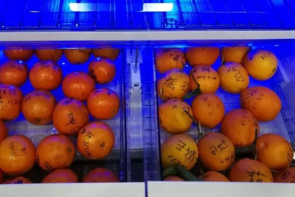 橙子的产地，赣南、秭归的脐橙都比较出名