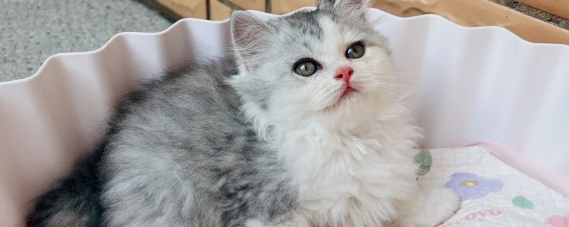 猫咪经常放屁的原因，可能是进食过快所致