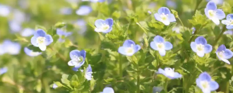 满天星会不会自行结种，花期结束后就会结出种子