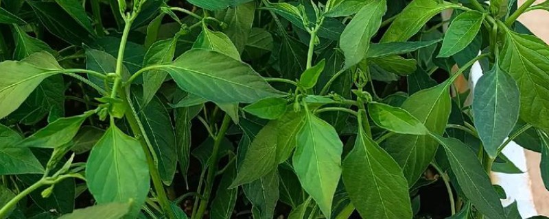 辣椒怎么育苗，放在清水种浸种8小时左右