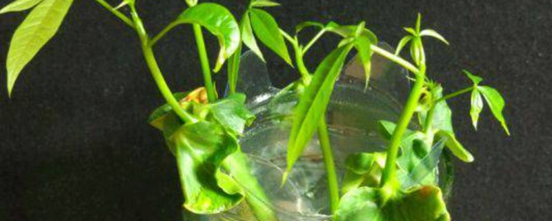 发财树水培养殖方法，要定期换水